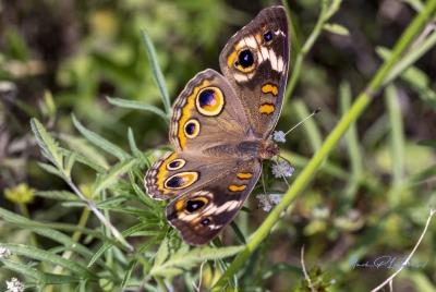 Buckeye Butterfly March 2020